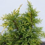 Borievka prostredná (Juniperus pfitzeriana) ´KING OF SPRING´ - výška 20-30 cm, ⌀ 20-40 cm, kont. C3L